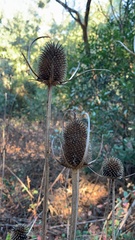 Dipsacus sativus