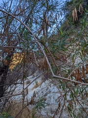 Baccharis salicifolia