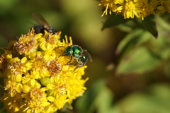 Augochloropsis viridula