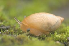 Succinea putris