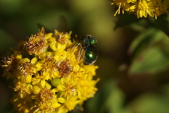 Augochloropsis viridula