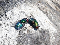 Chrysomya rufifacies