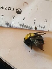 Bombus bellicosus