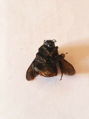 Bombus bellicosus
