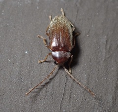 Ptilodactyla