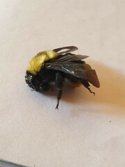 Bombus bellicosus