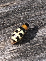 Paranapiacaba tricincta