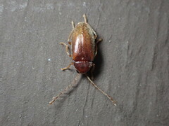 Ptilodactyla