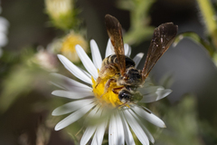 Dieunomia nevadensis bakeri