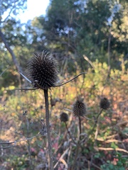 Dipsacus sativus