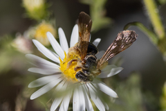 Dieunomia nevadensis bakeri