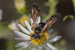 Dieunomia nevadensis bakeri