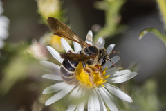 Dieunomia nevadensis bakeri