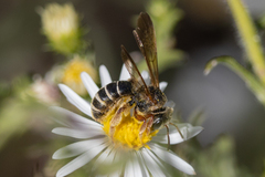 Dieunomia nevadensis bakeri