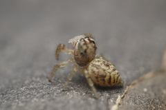 Macaroeris nidicolens