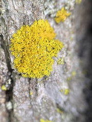 Xanthomendoza weberi