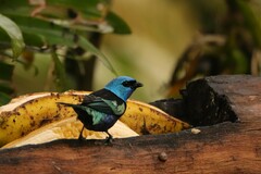 Stilpnia cyanicollis