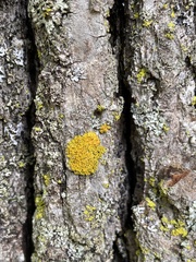 Xanthomendoza weberi