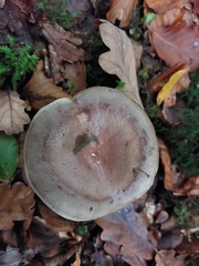 Lactarius vietus