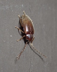 Ptilodactyla