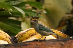 Stilpnia vitriolina