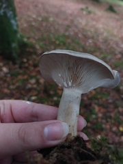 Lactarius vietus