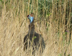 Numida meleagris coronatus