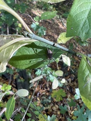 Oligolophinae