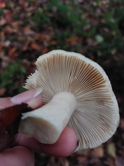 Lactarius vietus