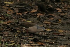 Leptotila plumbeiceps