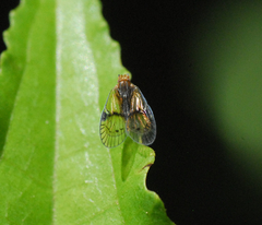 Bothriocera