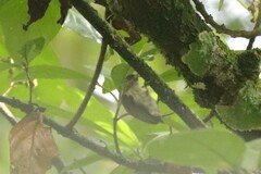 Picumnus granadensis