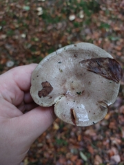 Lactarius vietus
