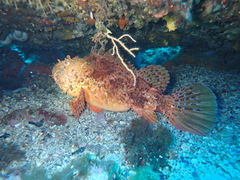 Scorpaena scrofa