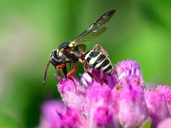 Nomada texana