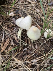 Leucocoprinus