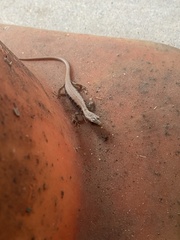 Elgaria multicarinata multicarinata