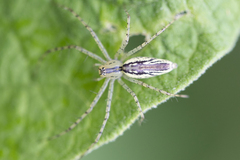Peucetia rubrolineata