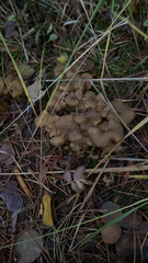 Craterellus tubaeformis