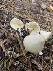 Leucocoprinus