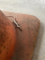 Elgaria multicarinata multicarinata