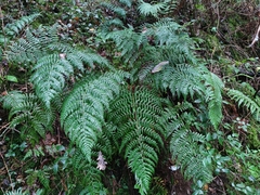 Dryopteris guanchica