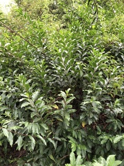 Strophanthus divaricatus