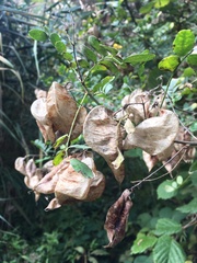 Colutea