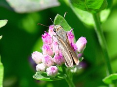 Euphyes vestris
