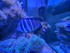 Zebrasoma