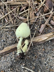 Leucocoprinus