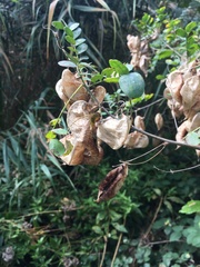 Colutea