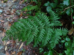 Dryopteris guanchica