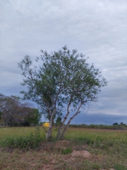 Sapium haematospermum